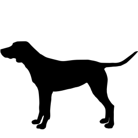 Собаки
